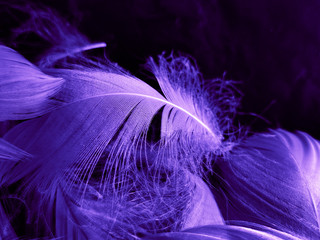 Beautiful abstract white and purple feathers on black background and soft white feather texture on...