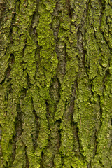 background, texture - green mossy tree bark