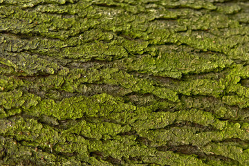 background, texture - green mossy tree bark