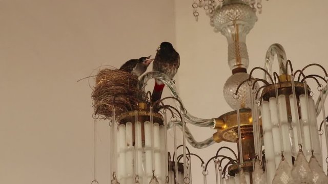 Close up of mother bird feeding baby bird in a nest built inside a house on a gold and crystal chandelier or light indicating impact of deforestation, less natural habitats for birds and urbanization