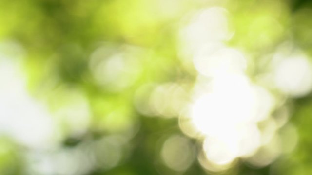 Blurry defocused video footage of sunny sunset natural gradient backdrop with soft delicate sunlight and sunshine through blurred foliage of spring trees. Abstract green backdrop.