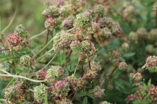 Kleiner Wiesenknopf