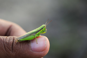 grasshopper on the palm