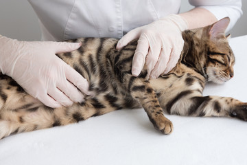 The vet feels the cat's stomach. The cat is lying on the table in front of the doctor. Clinic appointments, pregnancy, childbirth. Close-up palpation. - obrazy, fototapety, plakaty
