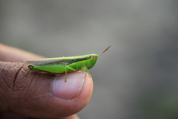 grasshopper on a leaf
