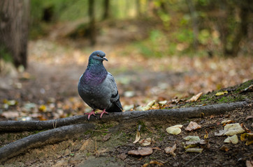 Gray pigeon on the background of an autumn forest