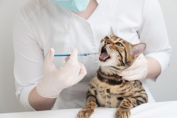 The veterinarian gives the drug to the cat with a syringe. The cat is receiving medication or vaccine. Doctor in gloves, hands close-up.