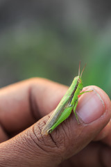 praying mantis on a hand