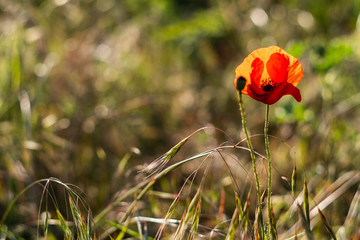 poppy field at sunset. poppies close-up. 