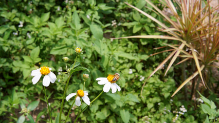 Honey bees pollinating on flower in the garden.