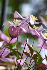 Pale pink clematis flowers close up, delicate rose  with four petals and centerpiece with yellow flower stems, on long woody climbing vines  with green leaflets growing in the summer garden, romantic 