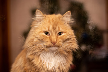 Naklejka na ściany i meble Beautiful red cat in the apartment. bokeh snowflakes. Christmas tree on the background. Pets