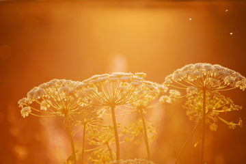 Cow Parsley, Anthriscus sylvestris during evening in Sweden