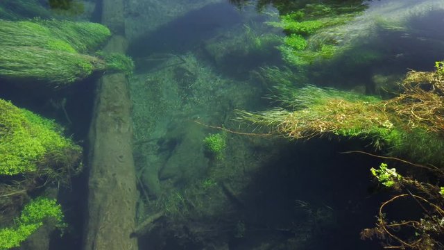 4k stationary hand held motion of a fish in the crystal clear fast flowing water of the Blue Spring which is a nature fresh water spring and hiking trail of the Te Waihou walkway,New Zealand 