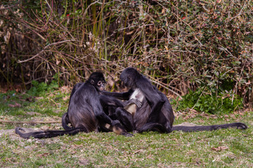 
little wild black and white colobus monkey on the grass near the jungle in spring