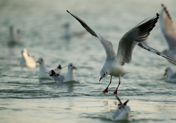 Black-headed gull feeding at Tubli bay, Bahrain
