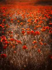 poppy field at sunset. poppies close-up. 
