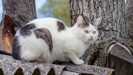 White spotted cat sitting on the roof of a house near a thick tree