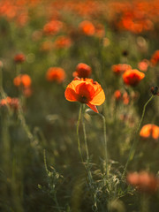 poppy field at sunset. poppies close-up. 