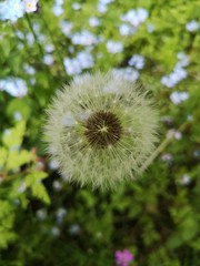 Dandelion on a background of forget-me-nots flowers. Dandelion seeds.