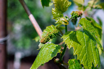 To greenery of young people garden-stuffs of vine. Focus in centre