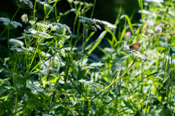 Butterfly meadow