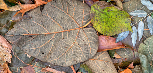 Autumn leaves in forest after fall rain