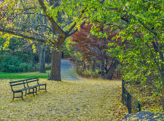 Fototapeta na wymiar Autumn in Central Park