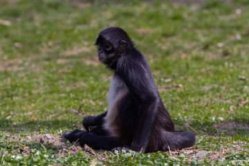 
little wild black and white colobus monkey on the grass near the jungle in spring
