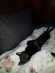 Kleine Katze als Graf Dracula