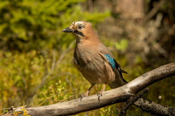 Сойка, Jay,  bird in the forest, сойка на вветке, сойка весной, лес весной