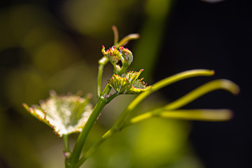 Branch of a vine with new green leaves