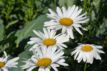 white chamomile in a garden
