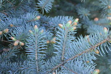 young shoots of blue fir, kidneys fir