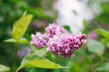 beautiful purple lilac flowers close-up on a background of green leaves. the natural background. Syringa vulgaris