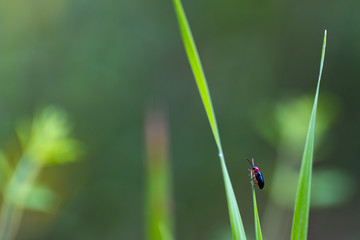 bug on top