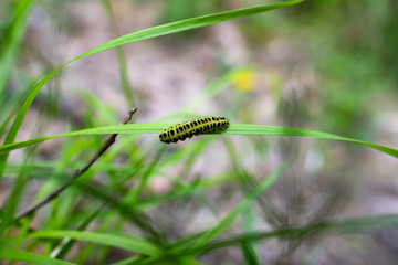 Caterpillar