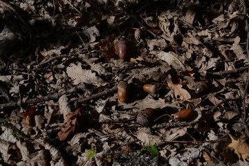acorns on the ground in the forest