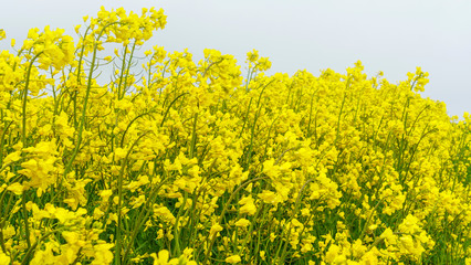 Obraz premium Close-up of apeseed field. Yellow flowers. The bee collects pollen. Defocused background. Countryside concept.