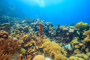 Fototapeta na wymiar Caribbean coral garden