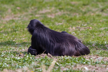 
little wild black and white colobus monkey on the grass near the jungle in spring