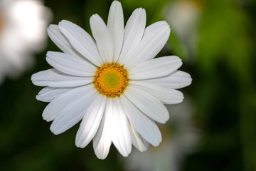 Obraz premium Precious flower daisy in the garden