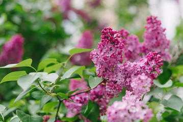 beautiful purple lilac flowers close-up on a background of green leaves. the natural background. Syringa vulgaris