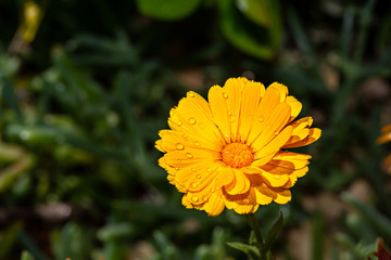 Precious orange flower marguerite