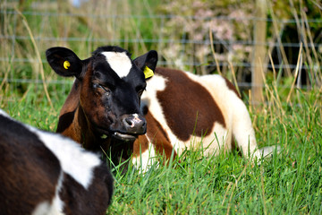 Cow Eating
