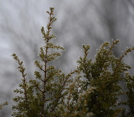 branches of a thuja in the snow