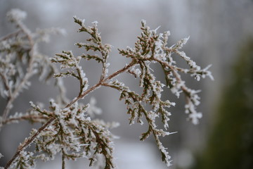 branches of a thuja in the snow, frost