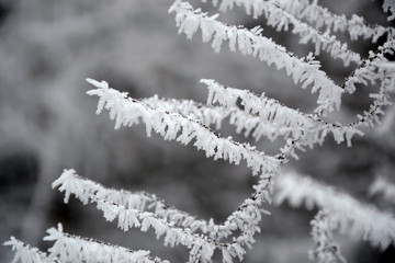 twigs of a tree in hoarfrost