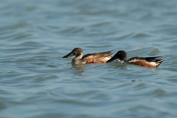 A pair of Northern Shovelers at Tubli Bay, Bahrain