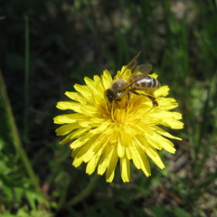 bee on a dandelion